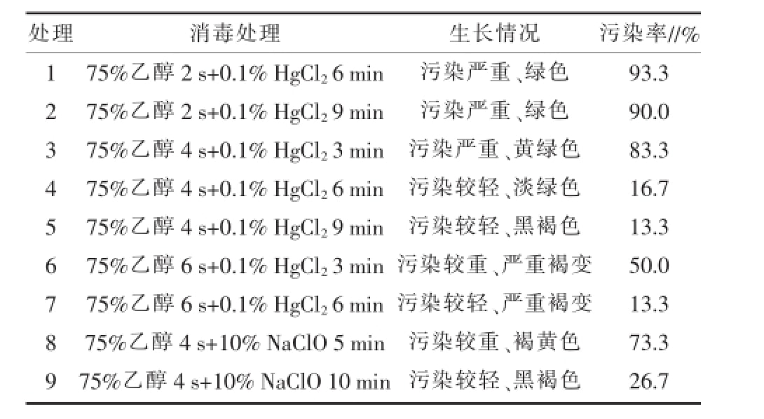 空气凤梨91香蕉视频APP下载官网快繁技术优化