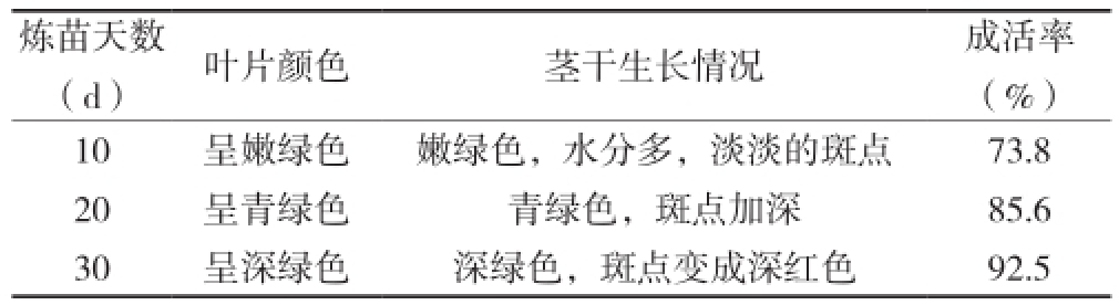 铁皮石斛91香蕉视频APP下载官网苗驯化技术研究