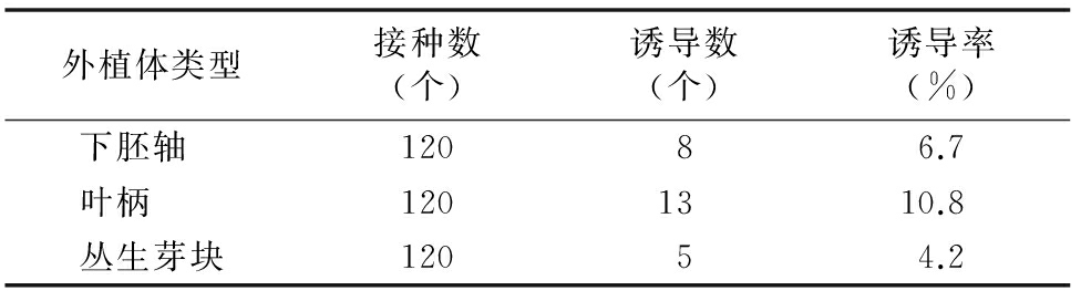 甜菜雄性不育系高效91香蕉视频APP下载官网再生体系的建立