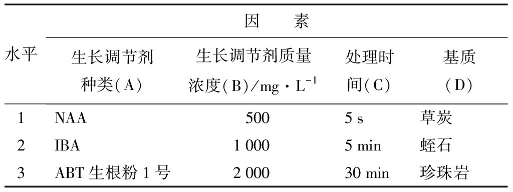 轮生冬青91香蕉视频APP下载官网苗微枝试管外生根技术